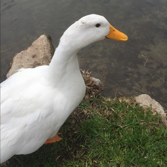 Meet your Posher, Mackenzie - Picture 1 of 1